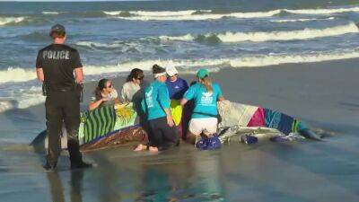 Teams assessing whale stranded at Flagler Beach on Florida's Atlantic Coast - fox29.com - state Florida - county Flagler - Bahamas - county Rogers