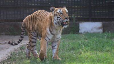 Tiger reported missing from Georgia animal safari after possible tornado rips through region - fox29.com - county Pine - Georgia - state Alabama