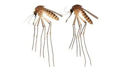Sunshine State - New invasive mosquito species spreading in Florida - fox29.com - state Florida - county St. Louis - county Lawrence - county Miami-Dade - county Reeves