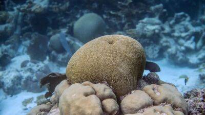 US lawsuit seeks to protect endangered coral reef species - fox29.com - Usa - county Pacific - state Florida - state Arizona - Mexico - county San Juan - area Puerto Rico - county Gulf - Guam - Belize - city San Pedro - American Samoa - Virgin Islands
