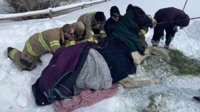 Trapped horse rescued after surviving below-freezing temps in snow - fox29.com - Los Angeles - state Utah - county Parke