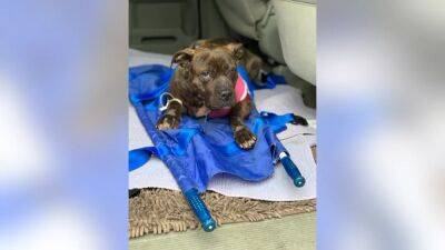Dog 'left in the streets to die' after getting shot in Philadelphia neighborhood, PSPCA says - fox29.com - state Pennsylvania - city Philadelphia