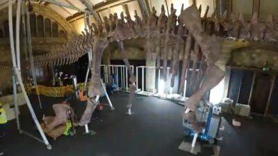 ‘Most gigantic’ dinosaur ever discovered goes on display in London - fox29.com - city London - Chile