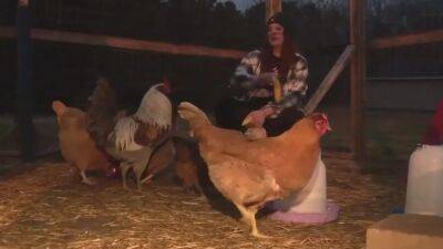 Egg Harbor Township family in dispute with local officials over their pet chickens and pigs - fox29.com