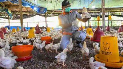 'I eat more chicken amid bird flu': Jharkhand Health Minister sparks row - livemint.com - India