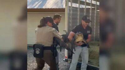 Pet 7-foot gator removed from Texas home - fox29.com - state Texas