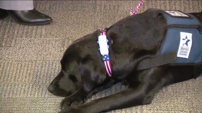 UPenn launches therapy dog program to assist America's heroes - fox29.com - state Pennsylvania