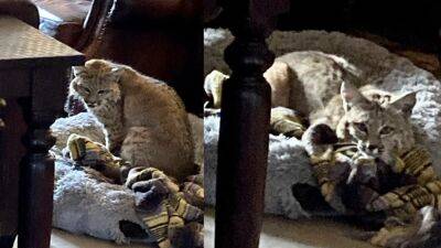 Bobcat caught using a dog bed inside an Arizona home - fox29.com - state Arizona