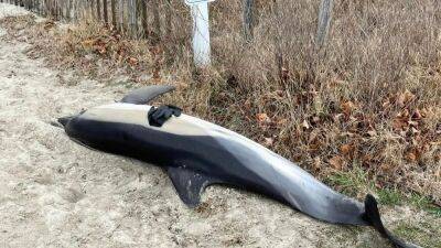 Beach goer finds dead dolphin washed ashore in Cape May - fox29.com - state New Jersey - county Cape May - city Baltimore