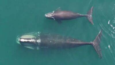 Endangered whale spotted swimming with calf in rare footage - fox29.com - county Bay - state Massachusets - city Boston - city Miami
