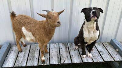 Inseparable goat, dog duo find forever home on North Carolina farm - fox29.com - New York - state North Carolina - county Wake - Raleigh, state North Carolina
