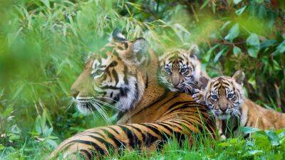 Chester Zoo - Watch: Twin tiger cubs emerge from their den for the first time - fox29.com - Indonesia - county Chester
