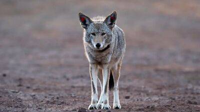 Coyote warning: Police urge residents to beware after several reports in Cape May County - fox29.com - state New Jersey - county Cape May