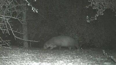 What is it? Wildlife officials stumped as mysterious animal caught on Texas trail camera - fox29.com - Denmark - state Texas - county Park - county Valley - county Rio Grande - Guinea - state Colorado - county Boulder