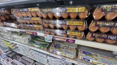 Egg prices should be going down soon, report finds - fox29.com - area District Of Columbia - state Massachusets - city Boston - Washington, area District Of Columbia