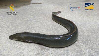 Fishy business: 27 arrested in illegal eel trafficking investigation - fox29.com - Spain - France - Los Angeles - Poland - Belgium