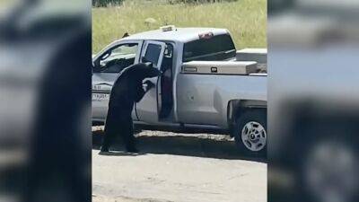 Watch: Curious black bear breaks into truck in Colorado, steals bag - fox29.com - state Colorado - county Colorado - county Parke