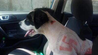 Adolf Hitler - Puppy found shaved with swastikas, expletives drawn on skin - fox29.com - Germany - state Missouri - state Oregon - city Springfield, state Missouri