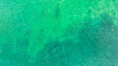 Spot the white shark! Many can't in this photo taken off Cape Cod - fox29.com - state Massachusets - county Atlantic