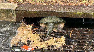 Make it snappy: Officers rescue snapping turtle from South Jersey storm drain - fox29.com - Jersey