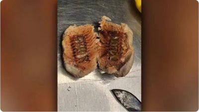 John F.Kennedy - 630 live insect larvae found hidden in artificial flowers at New York airport, officials say - fox29.com - New York - Usa - city New York - state New York - Kenya - Jamaica