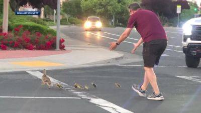 Williams - Man rescuing ducks struck and killed in California street - fox29.com - state California - city Sacramento