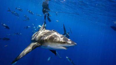 Shark bites leg off American tourist in Turks and Caicos: report - fox29.com - Usa - state Pennsylvania - state New Jersey - state Connecticut