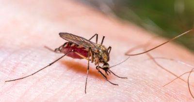 Are you a mosquito magnet? The science behind why some people get more bites - globalnews.ca - Canada