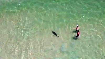 Video shows shark circling man and child at Alabama beach - fox29.com - Mexico - state Alabama - county Gulf