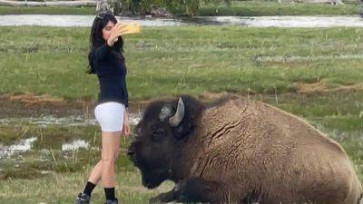 Visitor seen taking selfie dangerously close to bison in Yellowstone National Park - fox29.com - Los Angeles - state California - county Park - state Wyoming - county Yellowstone - county Parke