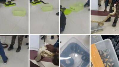 22 snakes, 1 chameleon found in check-in baggage by Indian customs officials - fox29.com - India - France - Malaysia - city Chennai - city Kuala Lumpur, Malaysia