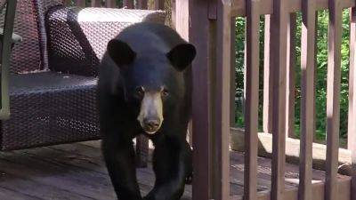 Bear surprises man relaxing outside his home: Video - fox29.com - state Minnesota - state North Carolina - city Asheville, state North Carolina