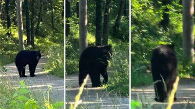 It's illegal to wrestle bears in Missouri, police warn after multiple sightings - fox29.com - state Missouri - state Colorado - state Alabama - city Springfield, state Missouri - city Salem