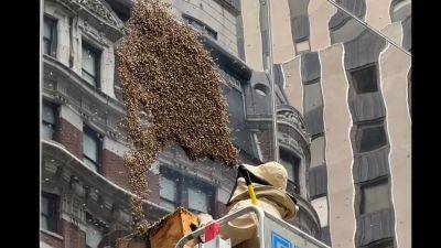 Watch: Bees take over Times Square - fox29.com - New York