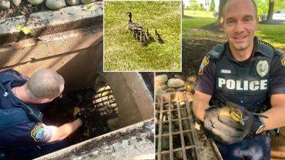 Luck ducks! Officers rescue 6 ducklings stuck in storm drain in Bucks County - fox29.com - state Pennsylvania - county Bucks