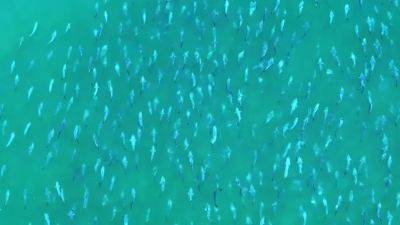Watch: Shimmering school of bluefish seen migrating off Long Island coast - fox29.com - New York - Los Angeles - state New York - county Island - county Long