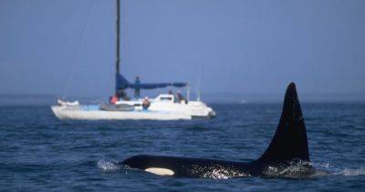 Orca attacks yacht near Scotland, 1st such incident in northern waters - globalnews.ca - Spain - Netherlands - county Bergen - Scotland - Norway - Portugal