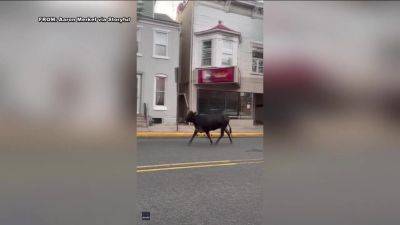 Steer clear: Cow runs loose in rural Pennsylvania town - fox29.com - state Pennsylvania