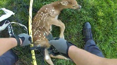 Watch: Ohio officer rescue fawn trapped in soccer net - fox29.com - state Ohio