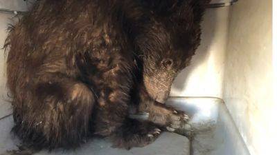 Photos: Bear found starving nurtured back to health, returns to the wild - fox29.com - Los Angeles - state North Carolina - state Colorado - city Asheville, state North Carolina