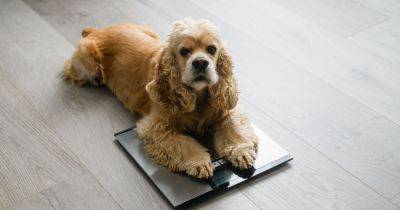 Vets share three worrying health issues for pets that have become obese - dailyrecord.co.uk - Usa - Canada
