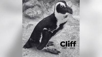Oldest African penguin at Adventure Aquarium in Camden dies at 35 - fox29.com - county Camden